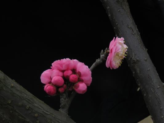 淮南五一公園梅花綻放