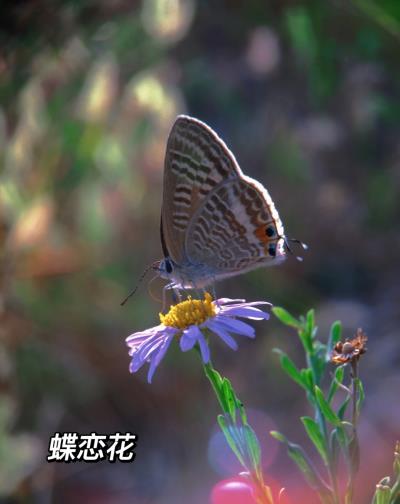 《手機微距攝影》