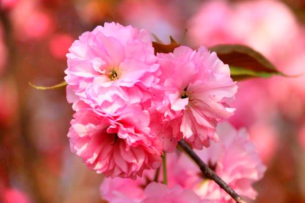 等到晴空萬里，與你不負花期……