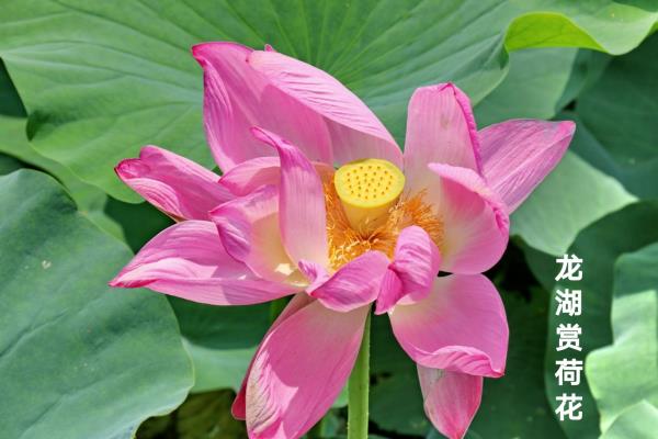 龍湖賞荷花