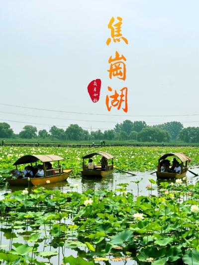 焦崗湖看荷花