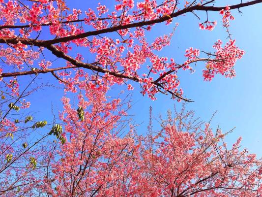 義井看櫻花