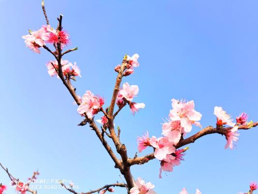 人面不知何處去，桃花依舊笑春風