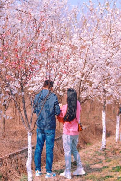 帶你云游來看花