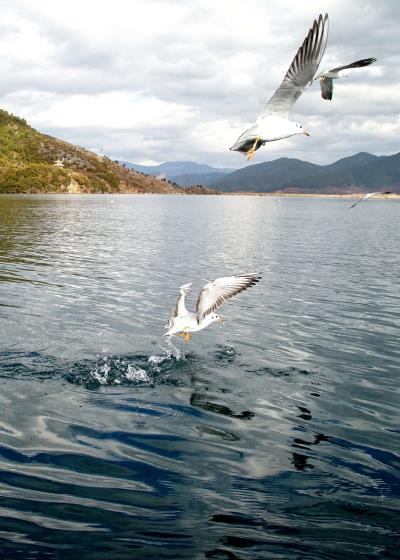 海鷗戲水