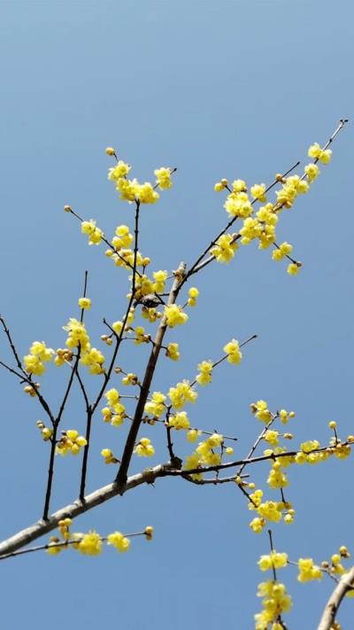 梅