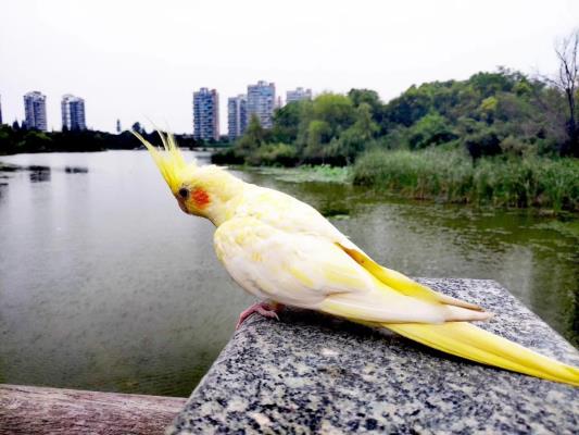 漂亮的鸚鵡