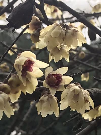 王勝利||疫日紅梅