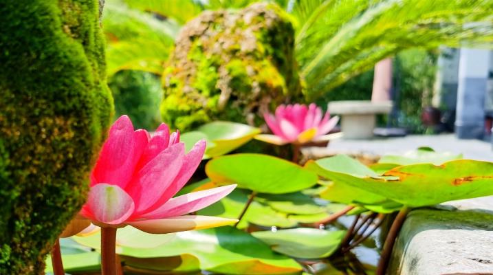 李維煥：蓮花（古詩新韻）