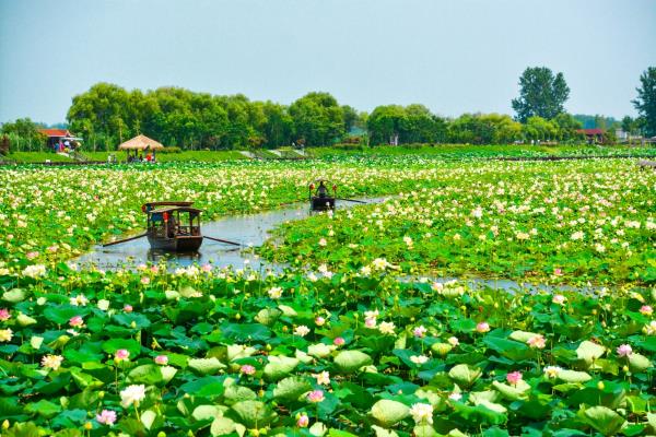金茂舉：焦崗湖，我圓賞荷夢