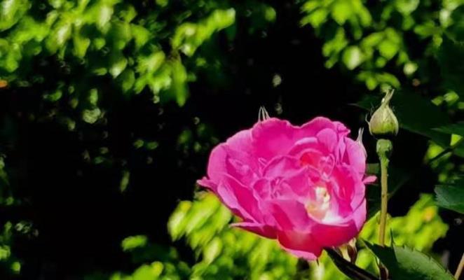 李維煥《七絕? 春   花》