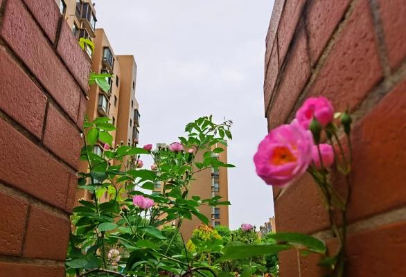 李維煥 | 七絕?居家隔離