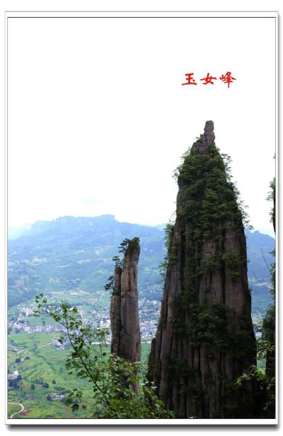 七律：詠絕壁青松