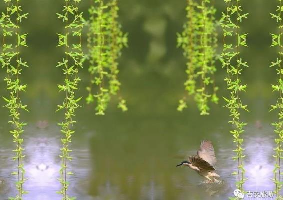 步韻魏龍恩君《暮春還鄉(xiāng)吟》奉和