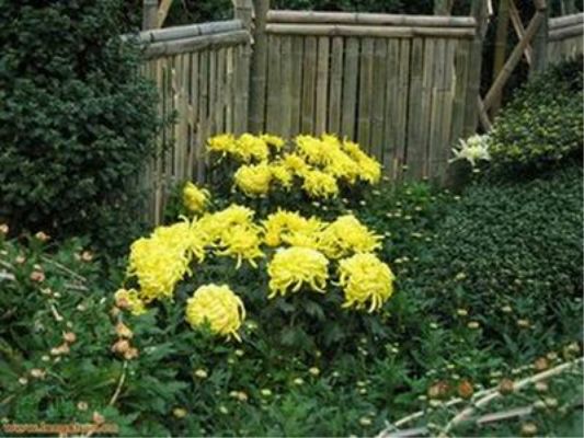 七律?野菊