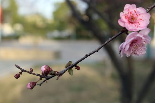 謝橋礦林園春草逢生花爭艷