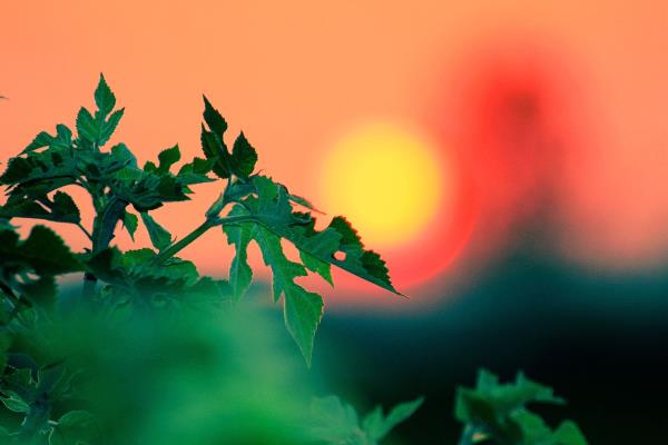 夕陽無限美
