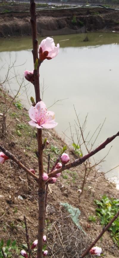 桃花閑詠