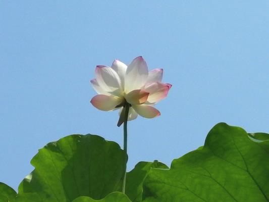 盛夏的龍湖公園
