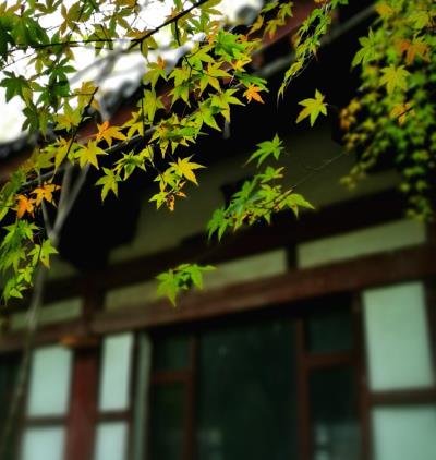 初冬的楓葉紅了