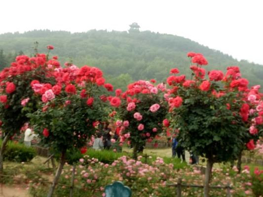 舜耕山(通韻)
