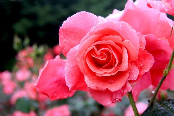 雨露月季花更媚