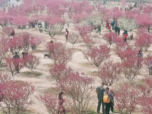 人與花的和諧（洞山梅園）