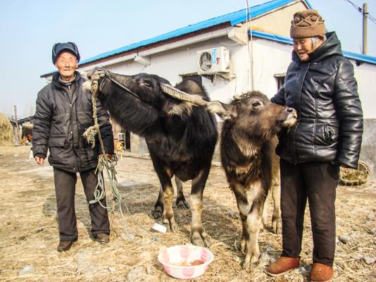 壽縣雙廟集鎮的“老牛倌”