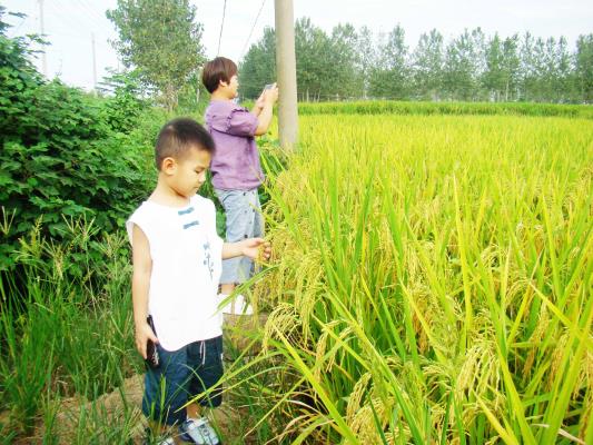 壽縣雙廟集鎮(zhèn)迎河村 高梁紅了 稻子黃了 農(nóng)民樂了