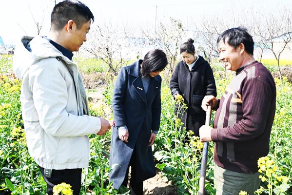 壽縣小甸鎮(zhèn)： 抓實油菜種植  提升油糧振興
