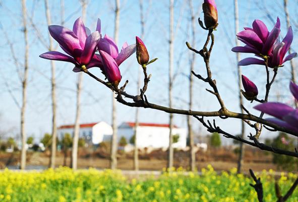 壽縣炎劉鎮(zhèn)：玉蘭花開景色美 春天鄉(xiāng)村美如畫