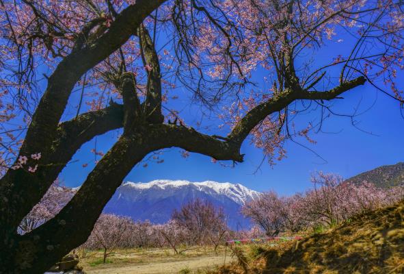 雪域桃花開(kāi)