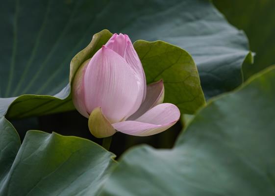 初發(fā)芙蓉