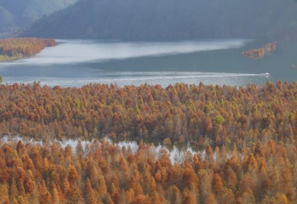 醉美紅杉林