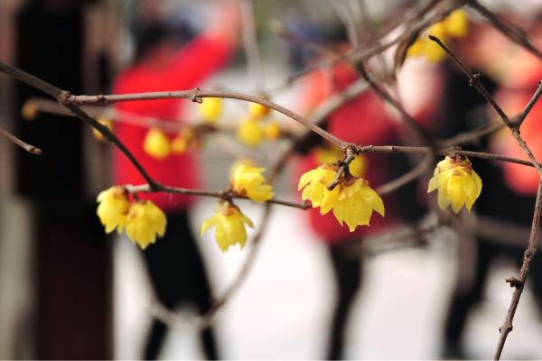 虎年第一花(龍湖臘梅）