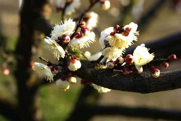 五一公園梅花開啦