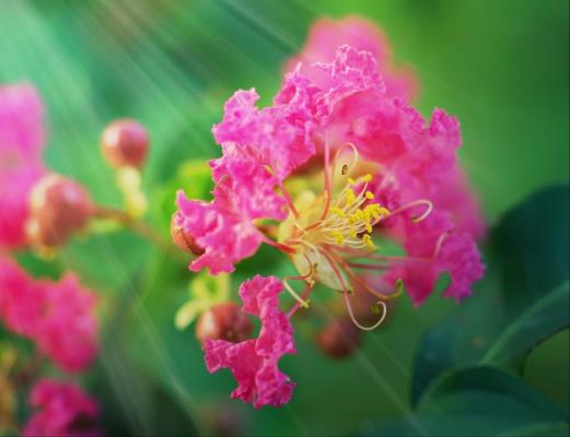 紫薇花