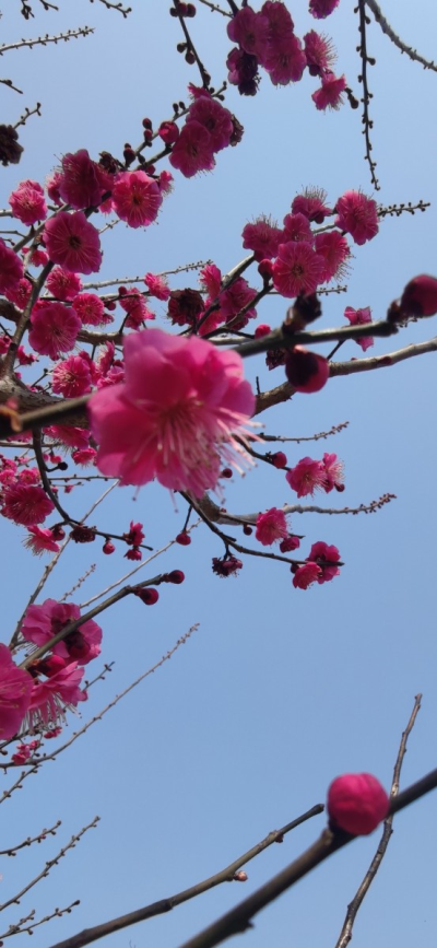 梅花十四行