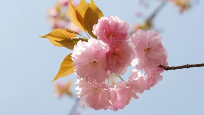 櫻花十四行