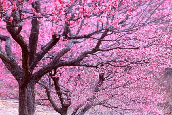 桃花十四行