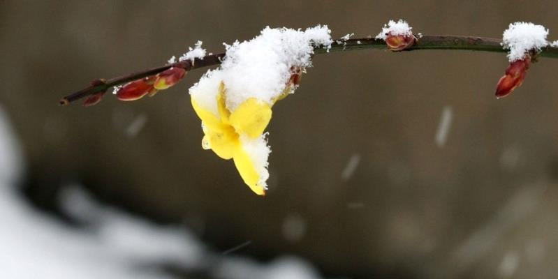 瑞雪兆豐年——生態張李