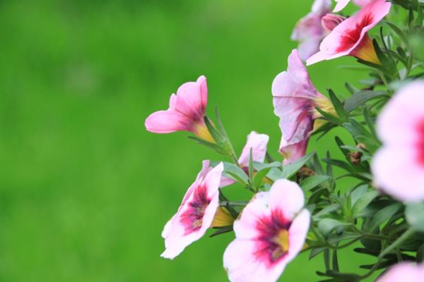 盛開在初冬的花兒