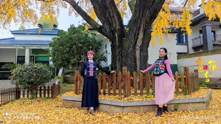 紅燕旅游之閃沖村最美銀杏