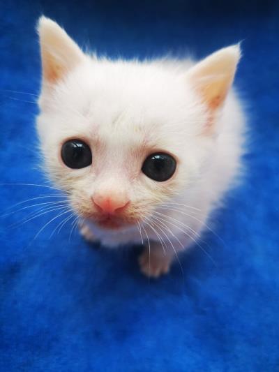 小玉兒