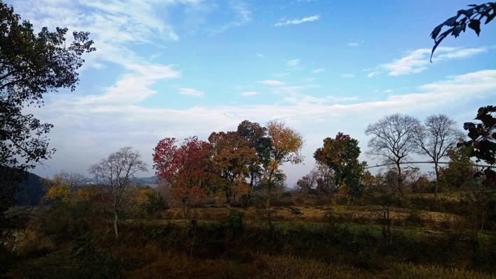 大悟四姑鎮(zhèn)紅楓葉景區(qū)