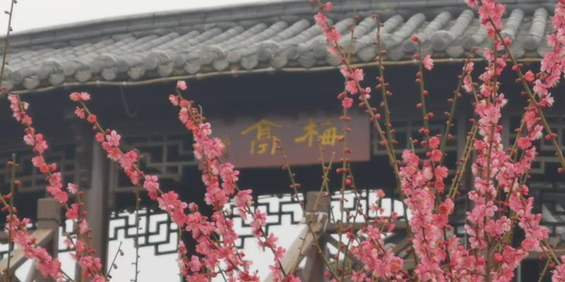 梅亭梅花綻放迎春