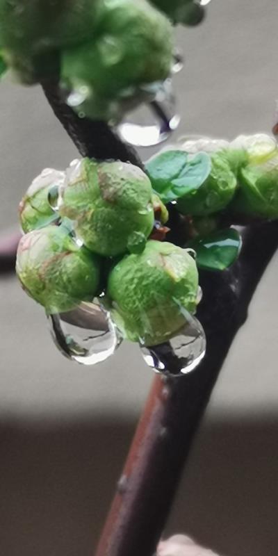 雨滴見春意