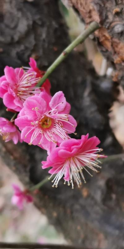 梅花綻放迎春