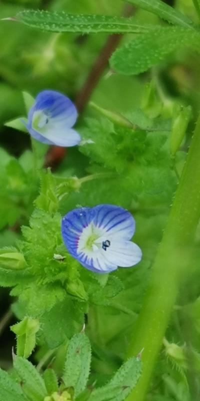 路邊的野花（這什么花？）