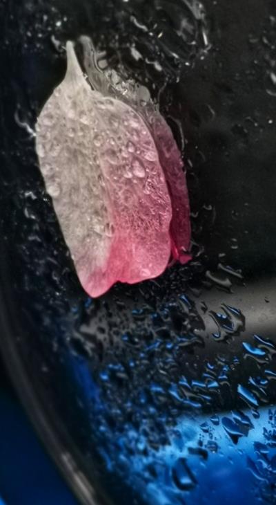 落花無意 春意盎然